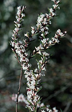 APII jpeg image of Styphelia ericoides  © contact APII