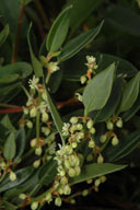 Muehlenbeckia gunnii