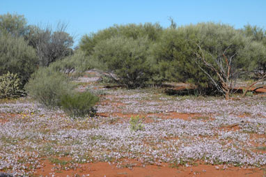 APII jpeg image of Goodenia rosea  © contact APII