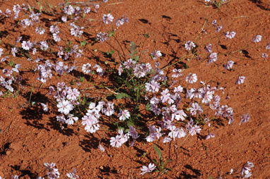 APII jpeg image of Goodenia rosea  © contact APII