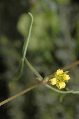 APII jpeg image of Roepera fruticulosa  © contact APII