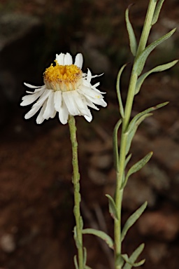 APII jpeg image of Rhodanthe anthemoides  © contact APII