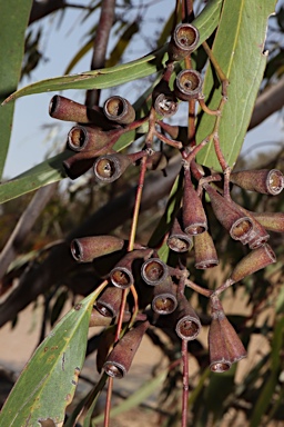 APII jpeg image of Eucalyptus ochrophloia  © contact APII
