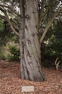 APII jpeg image of Callitris rhomboidea  © contact APII