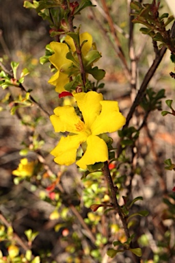 APII jpeg image of Hibbertia monogyna  © contact APII
