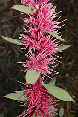 APII jpeg image of Hakea petiolaris 'Burrendong Beauty'  © contact APII