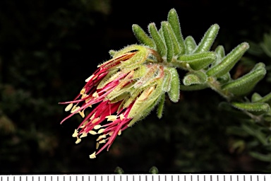 APII jpeg image of Leionema carruthersii  © contact APII