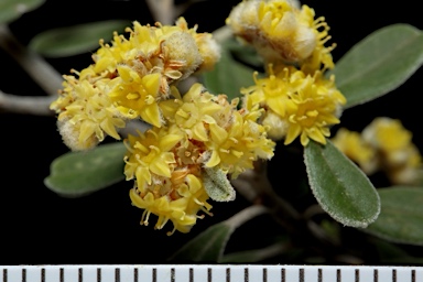 APII jpeg image of Spyridium obovatum  © contact APII