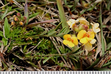 APII jpeg image of Chorizema parviflorum  © contact APII