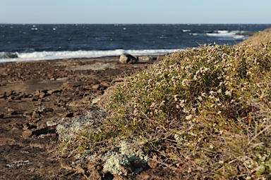 APII jpeg image of Micromyrtus ciliata  © contact APII