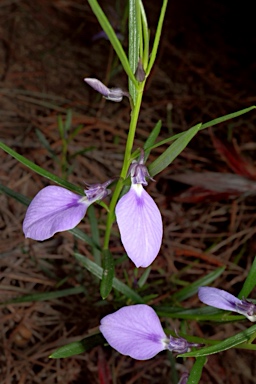 APII jpeg image of Hybanthus vernonii subsp. vernonii  © contact APII