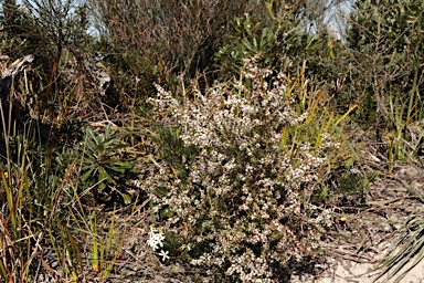 APII jpeg image of Styphelia ericoides  © contact APII