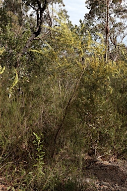 APII jpeg image of Acacia elongata  © contact APII