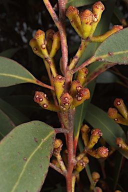 APII jpeg image of Eucalyptus dendromorpha  © contact APII