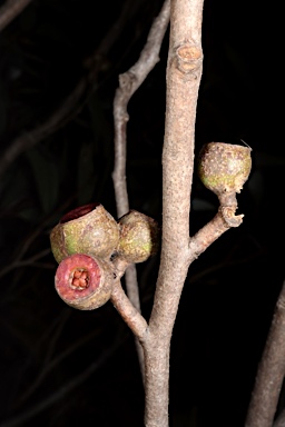 APII jpeg image of Eucalyptus dendromorpha  © contact APII