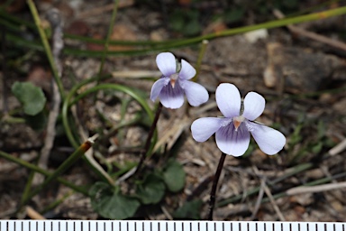 APII jpeg image of Viola silicestris  © contact APII