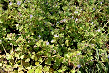 APII jpeg image of Veronica hederifolia  © contact APII