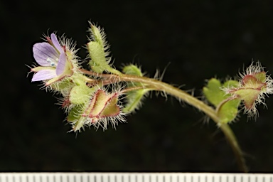 APII jpeg image of Veronica hederifolia  © contact APII