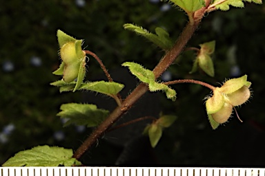 APII jpeg image of Veronica persica  © contact APII