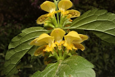 APII jpeg image of Lamium argentatum  © contact APII