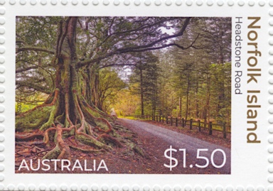 APII jpeg image of Ficus macrophylla  © contact APII