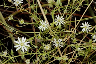 APII jpeg image of Stellaria angustifolia subsp. angustifolia  © contact APII