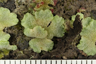 APII jpeg image of Riccia crystallina  © contact APII