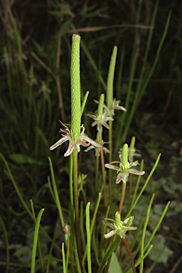 APII jpeg image of Myosurus australis  © contact APII