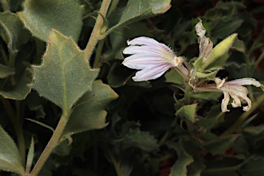 APII jpeg image of Scaevola parvibarbata  © contact APII