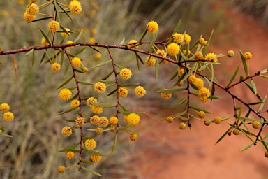 APII jpeg image of Acacia maitlandii  © contact APII