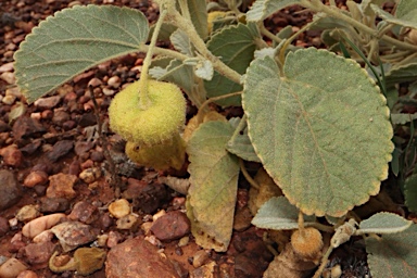 APII jpeg image of Sida platycalyx  © contact APII