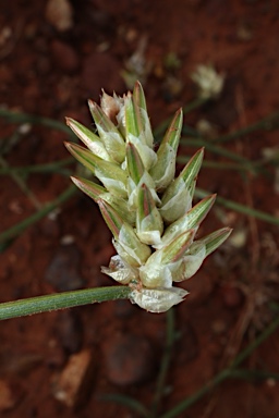 APII jpeg image of Ptilotus modestus  © contact APII
