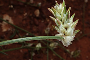 APII jpeg image of Ptilotus modestus  © contact APII