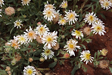 APII jpeg image of Calotis plumulifera  © contact APII