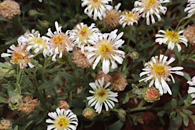 APII jpeg image of Calotis plumulifera  © contact APII