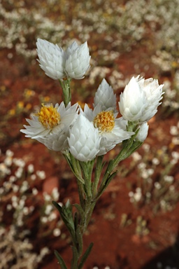 APII jpeg image of Rhodanthe floribunda  © contact APII
