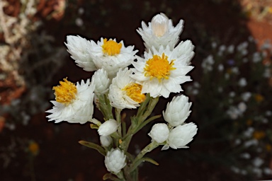 APII jpeg image of Rhodanthe floribunda  © contact APII