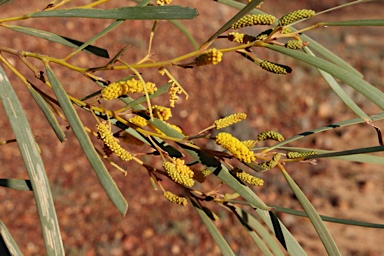 APII jpeg image of Acacia petraea  © contact APII