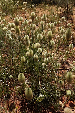 APII jpeg image of Ptilotus xerophilus  © contact APII