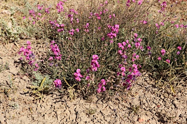 APII jpeg image of Swainsona campylantha  © contact APII