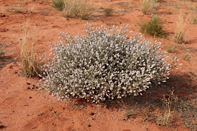 APII jpeg image of Newcastelia cephalantha  © contact APII