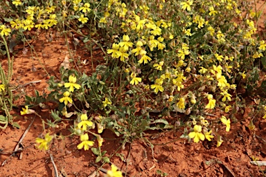 APII jpeg image of Velleia glabrata  © contact APII