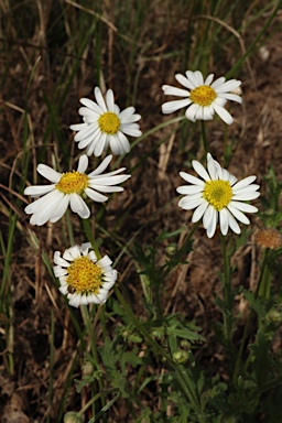 APII jpeg image of Brachyscome tetrapterocarpa  © contact APII