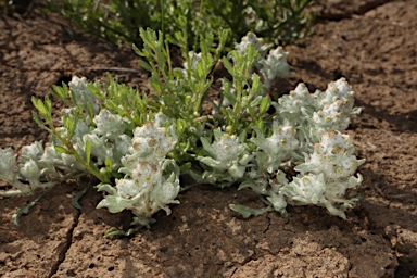 APII jpeg image of Gnaphalium diamantinense  © contact APII