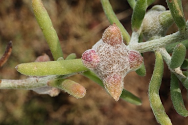 APII jpeg image of Dissocarpus biflorus var. cephalocarpus  © contact APII