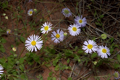 APII jpeg image of Brachyscome pedleyi  © contact APII