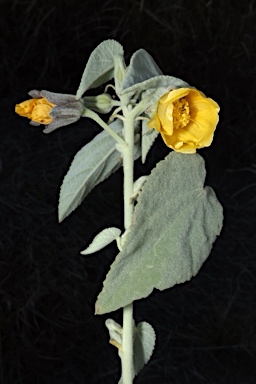 APII jpeg image of Abutilon calliphyllum  © contact APII