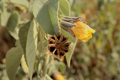 APII jpeg image of Abutilon calliphyllum  © contact APII