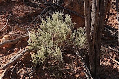 APII jpeg image of Ptilotus pedleyanus  © contact APII