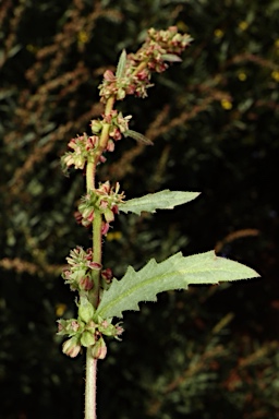 APII jpeg image of Haloragis odontocarpa f. rugosa  © contact APII